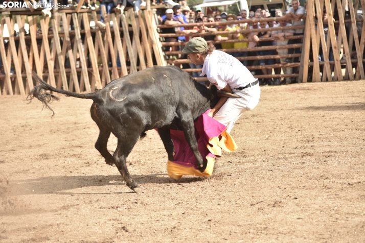 Becerrada de Vinuesa 2024. 