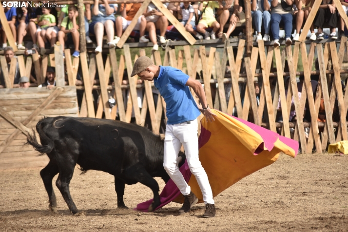 Becerrada de Vinuesa 2024. 