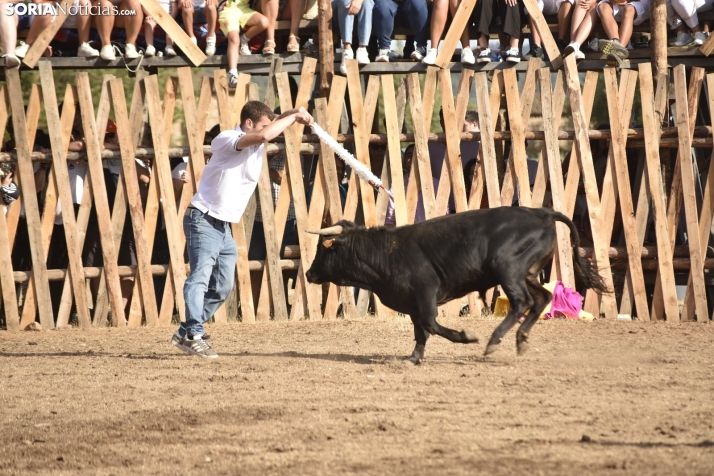 Becerrada de Vinuesa 2024. 