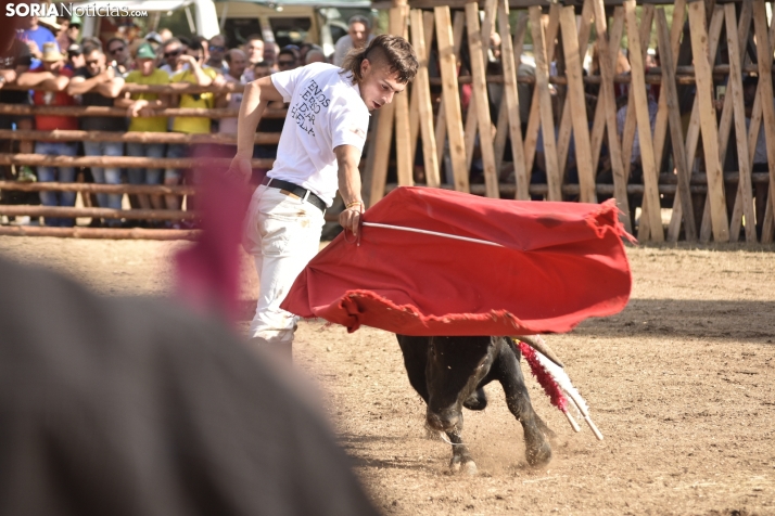 Becerrada de Vinuesa 2024. 