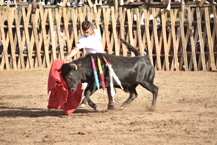 Becerrada de Vinuesa 2024. 