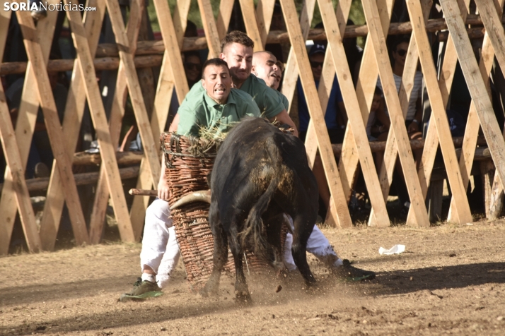 Becerrada de Vinuesa 2024. 