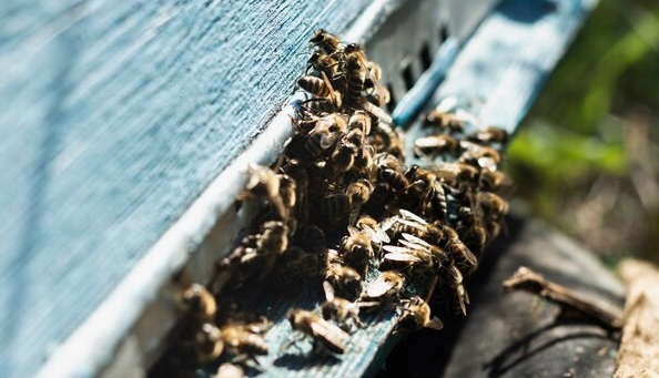 Las abejas colonizan la iglesia de este pueblo de Soria a pocos días de sus fiestas