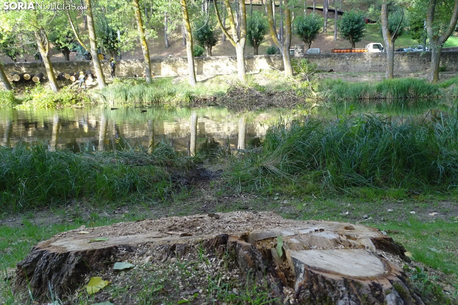 Una imagen de los trabajos de retirada del árbol. /PC