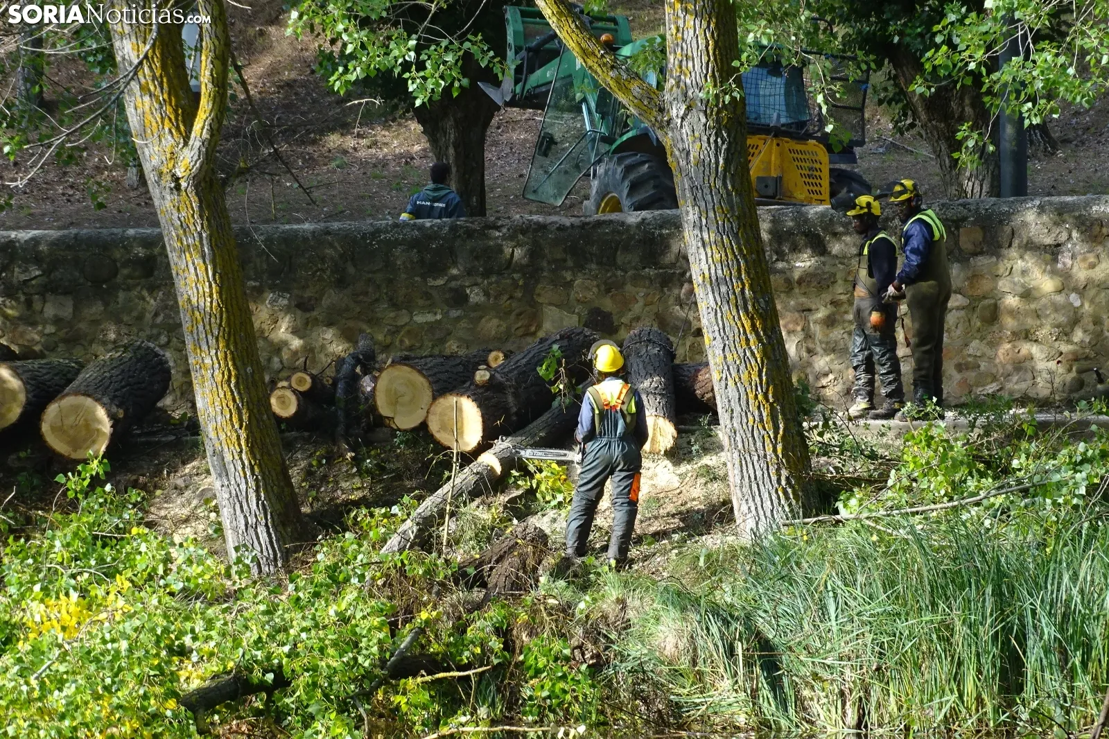 Una imagen de los trabajos de retirada del árbol. /PC