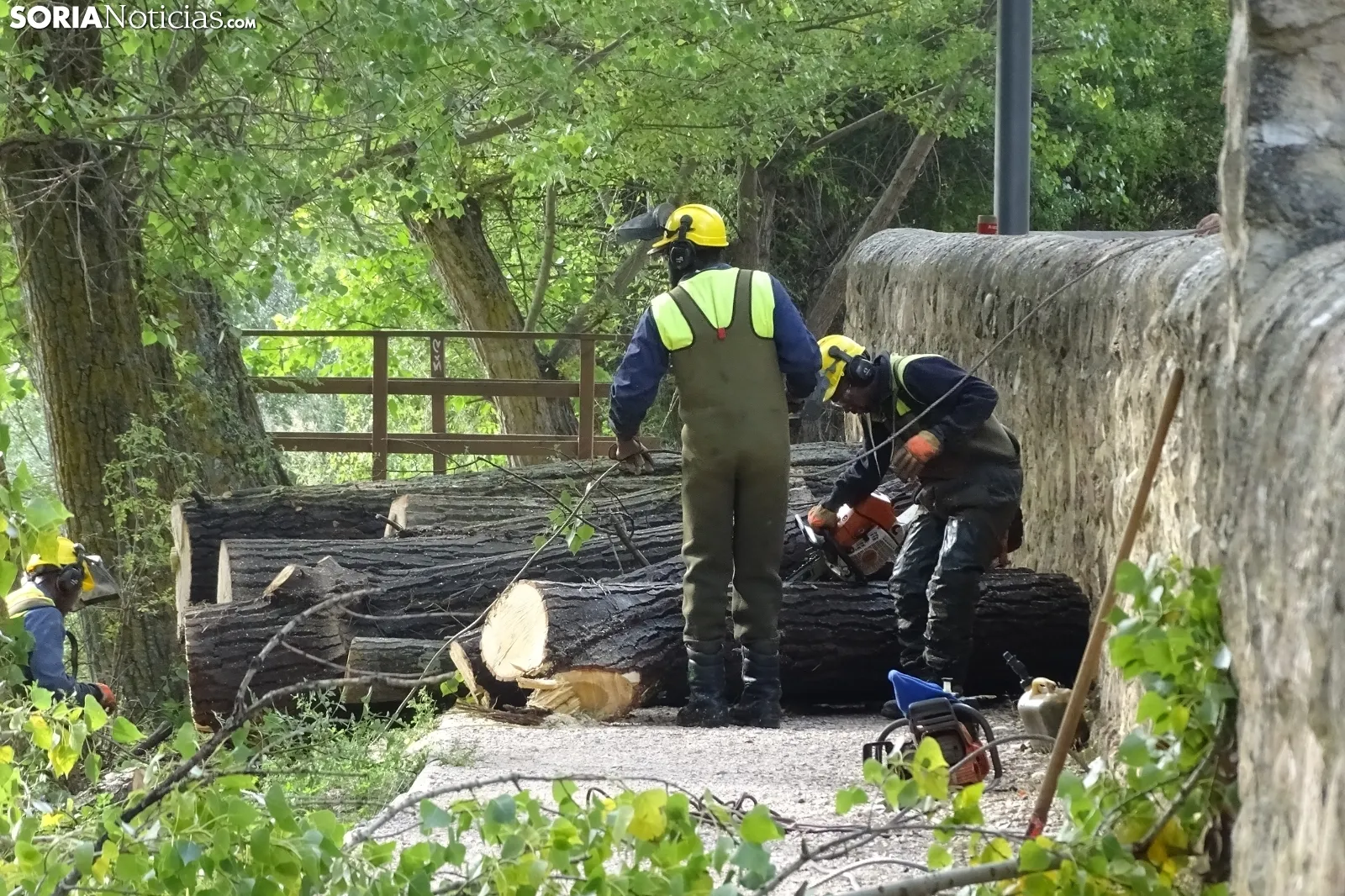 Una imagen de los trabajos de retirada del árbol. /PC