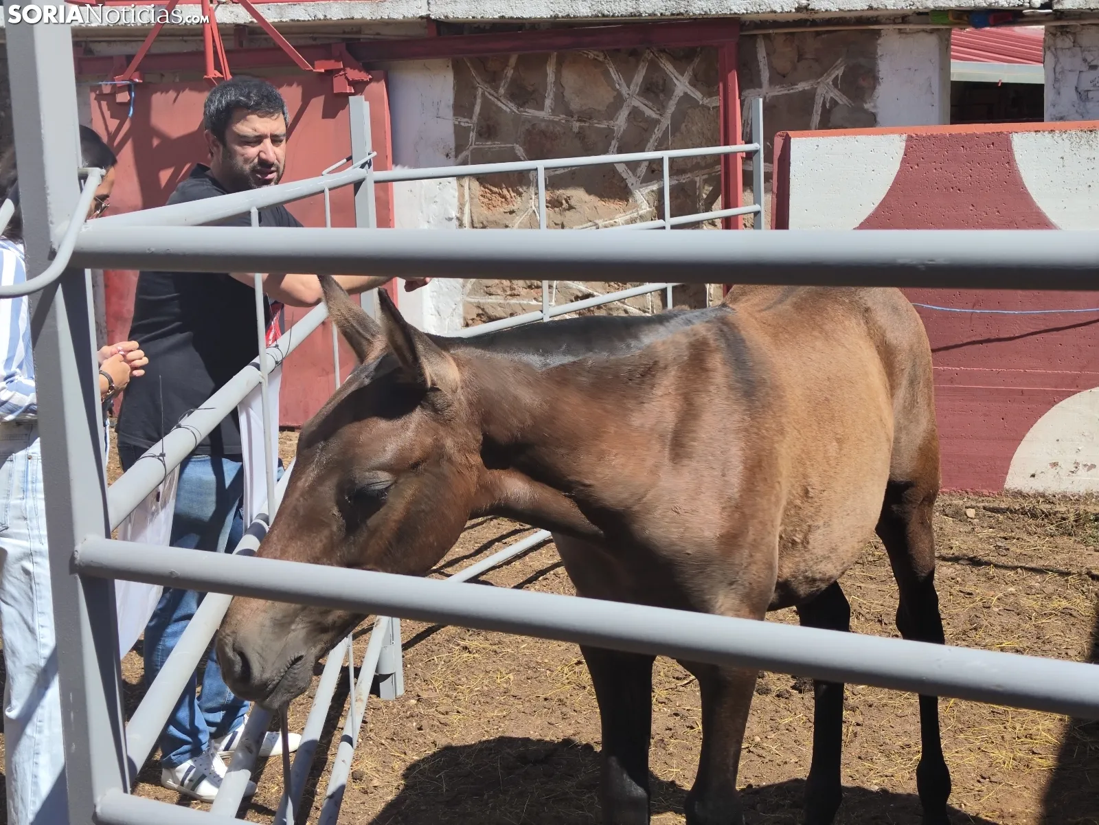 Foto 11 - La Feria Ganadera de Soria abre sus puertas