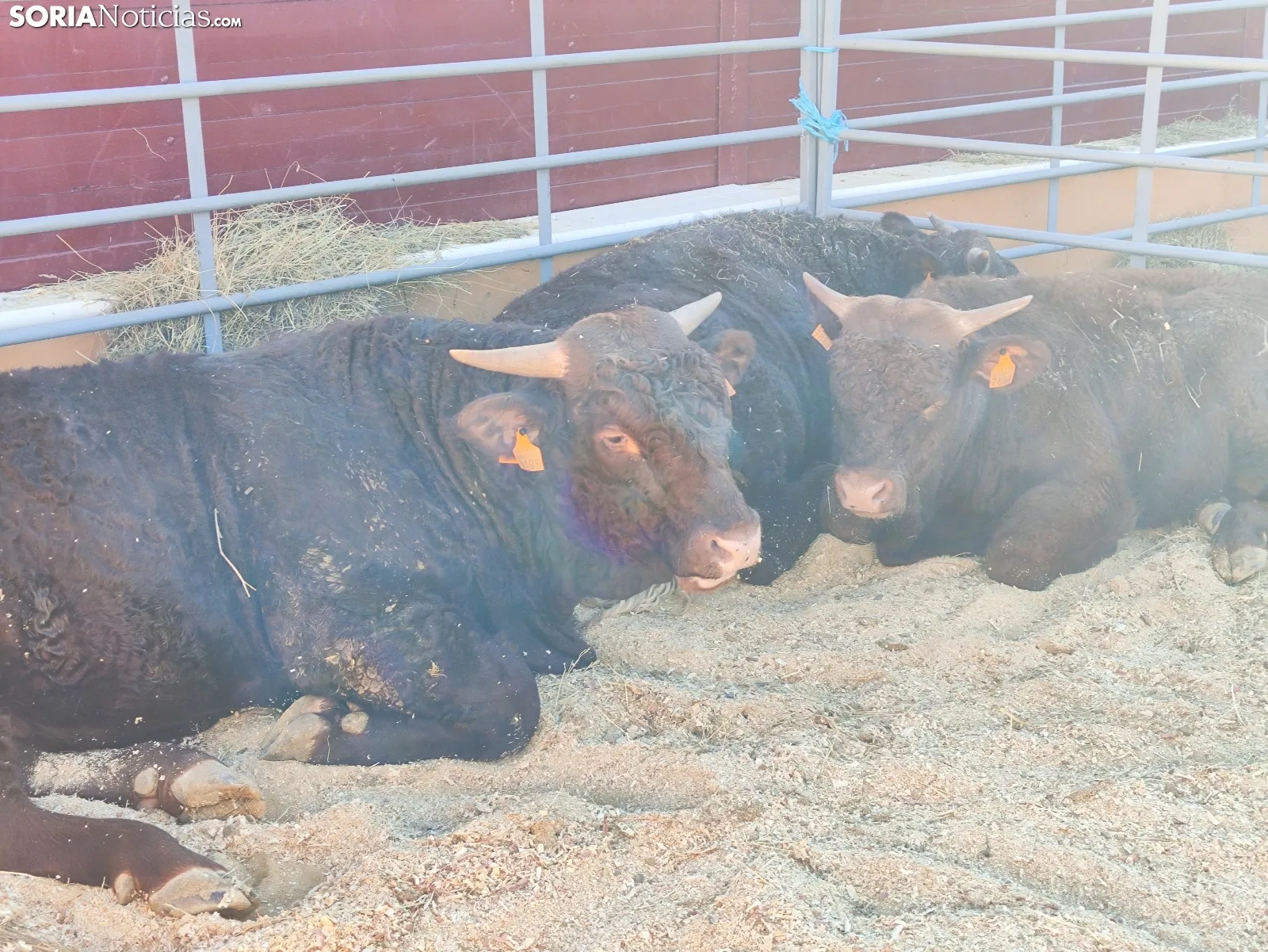 Foto 8 - La Feria Ganadera de Soria abre sus puertas