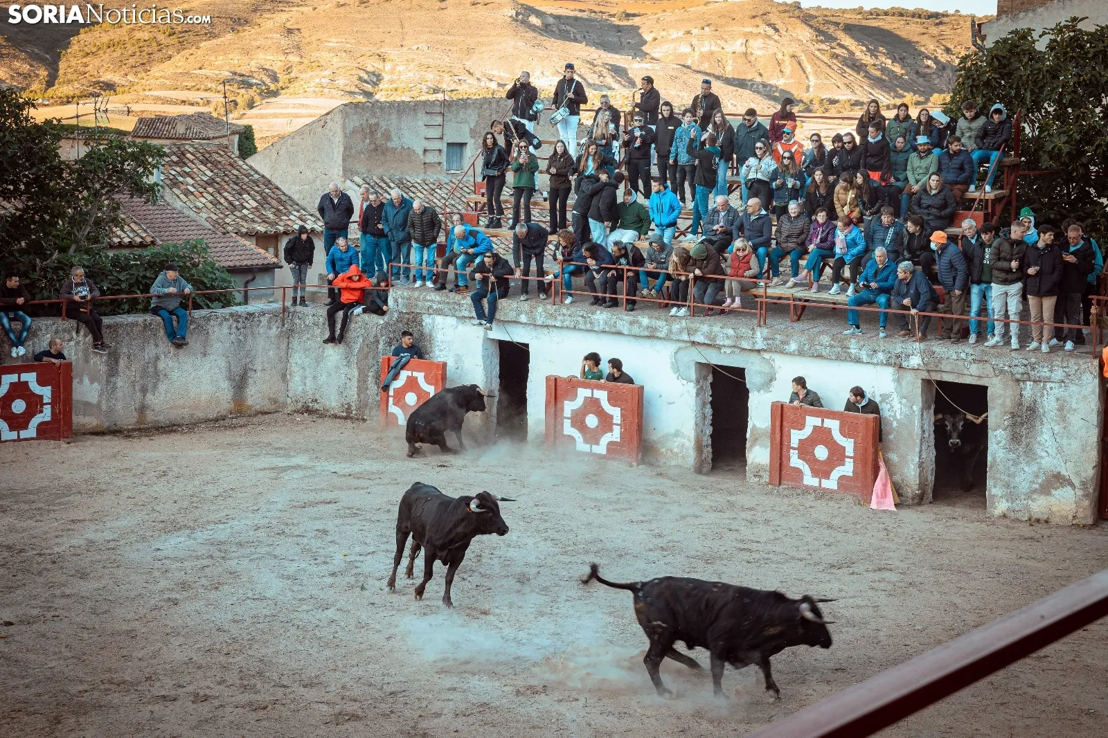 Encierro y novillada en Deza 2024. Viksar Fotografía.