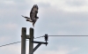 Foto 1 - 1 M&euro; para corregir tendidos eléctricos peligrosos para la avifauna de Castilla y León