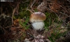 Un ejemplar de boletus tras aflorar en Pinares. /SN