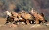 Foto 1 - Noviercas contará con un muladar para alimentar a aves carroñeras