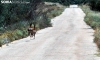 Dos corzos en una carretera de la provincia. /PC