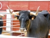 Foto 1 - La plaza de toros de Soria acoge la XIII Feria Ganadera