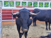 Foto 1 - El Covid de las vacas y otras 3 cosas que un chico de ciudad puede aprender en una feria ganadera