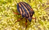 La chinche pijama ('Graphosoma interruptum'), endémica de Canarias, es una de las 8,7 millones de especies con las que, sin contar microorganismos, compartimos la Tierra. /Carlos Pedrós-Alió