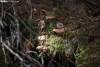 Níscalos en un rincón del monte soriano.