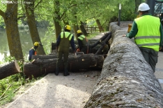 Una imagen de los trabajos de retirada del árbol. /PC