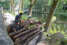 Una imagen de los trabajos de retirada del árbol. /PC