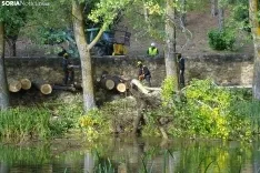 Una imagen de los trabajos de retirada del árbol. /PC