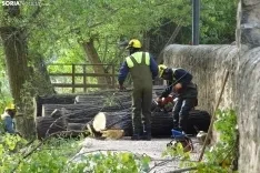 Una imagen de los trabajos de retirada del árbol. /PC
