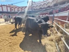Foto 16 - La Feria Ganadera de Soria abre sus puertas