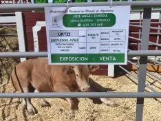 Foto 21 - La Feria Ganadera de Soria abre sus puertas