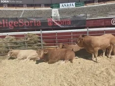 Foto 22 - La Feria Ganadera de Soria abre sus puertas