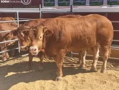 Foto 25 - La Feria Ganadera de Soria abre sus puertas