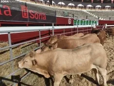 Foto 23 - La Feria Ganadera de Soria abre sus puertas