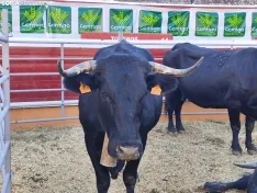 Foto 24 - La Feria Ganadera de Soria abre sus puertas