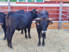 Foto 4 - La Feria Ganadera de Soria abre sus puertas