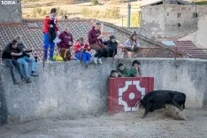 Encierro y novillada en Deza 2024. Viksar Fotografía.