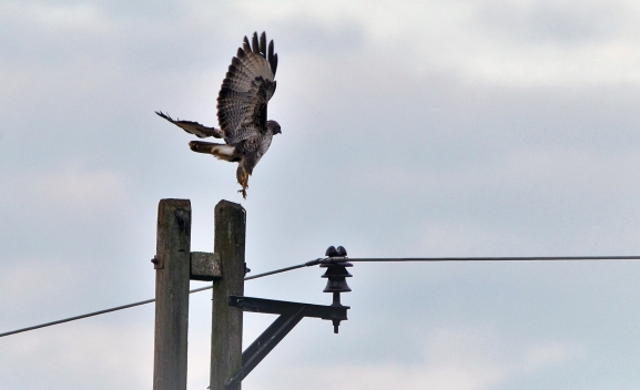 1 M€ para corregir tendidos eléctricos peligrosos para la avifauna de Castilla y León