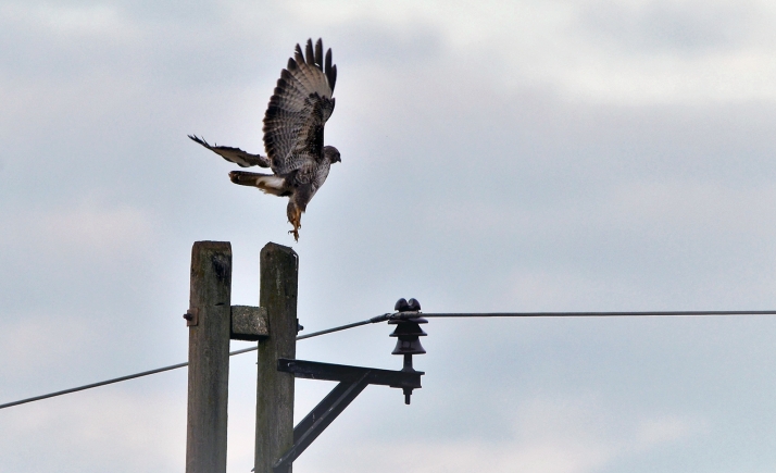 1 M&euro; para corregir tendidos eléctricos peligrosos para la avifauna de Castilla y León