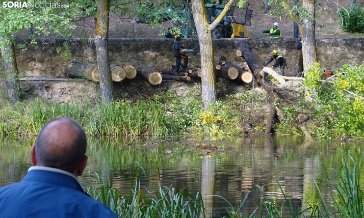 Una imagen de los trabajos de retirada del árbol. /PC