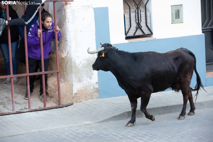 Encierro de Arcos