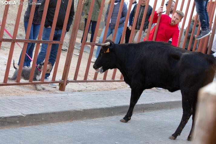 Encierro de Arcos