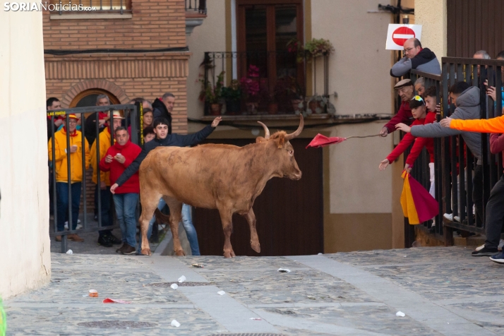 Encierro por San Miguel en Ágreda