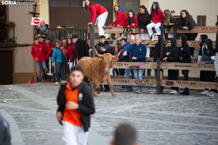 Encierro por San Miguel en Ágreda