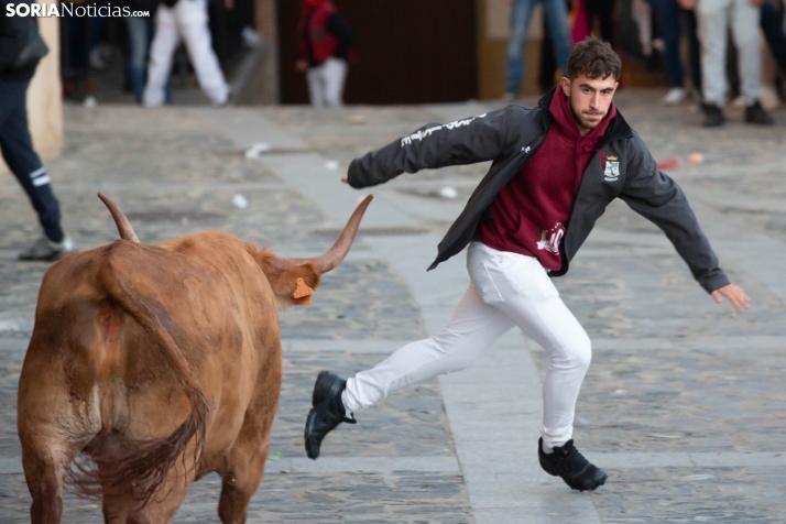 Encierro por San Miguel en Ágreda