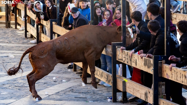 Encierro por San Miguel en Ágreda