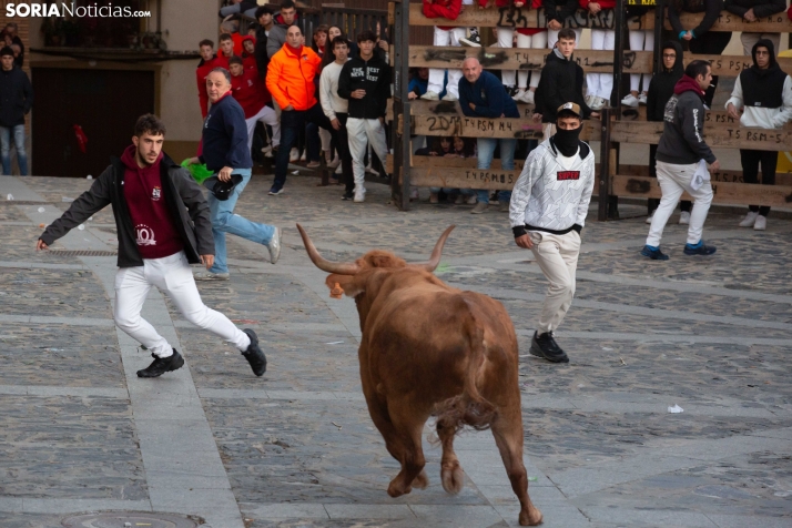 Encierro por San Miguel en Ágreda