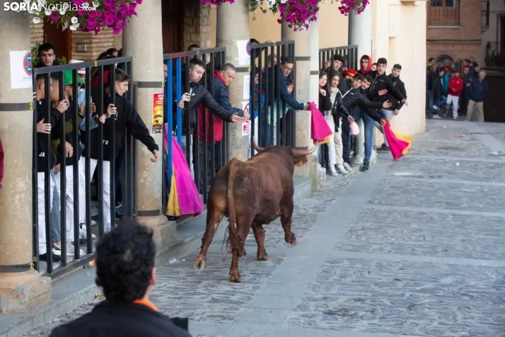 Encierro por San Miguel en Ágreda