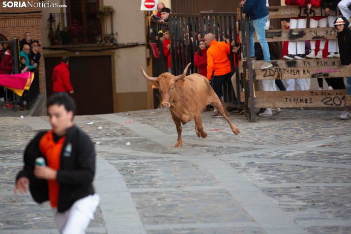 Encierro por San Miguel en Ágreda