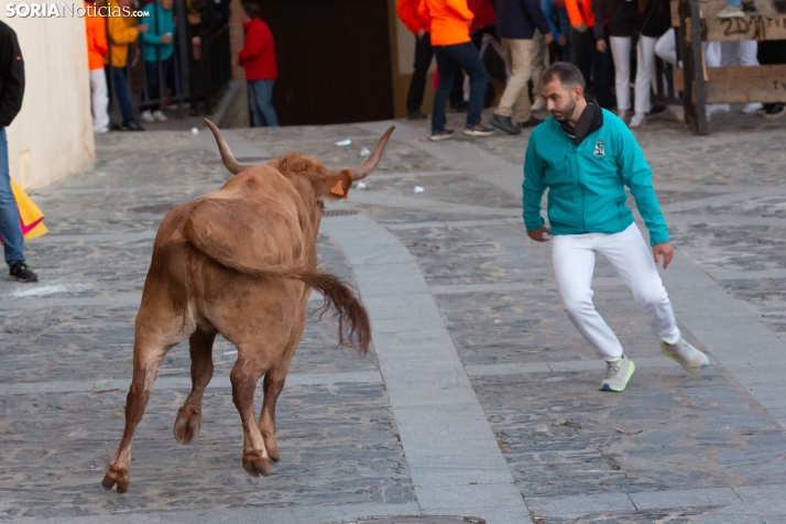 Encierro por San Miguel en Ágreda