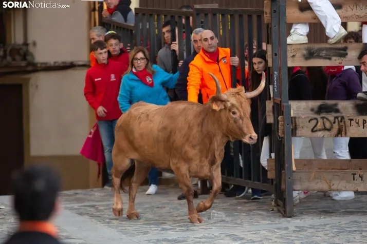 Encierro por San Miguel en Ágreda