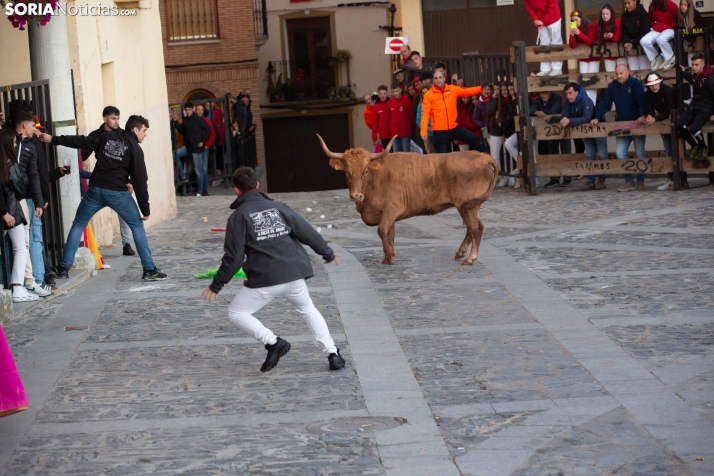 Encierro por San Miguel en Ágreda