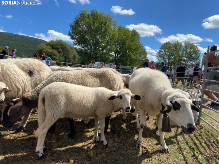 Feria ganadera Vinuesa 2024. 