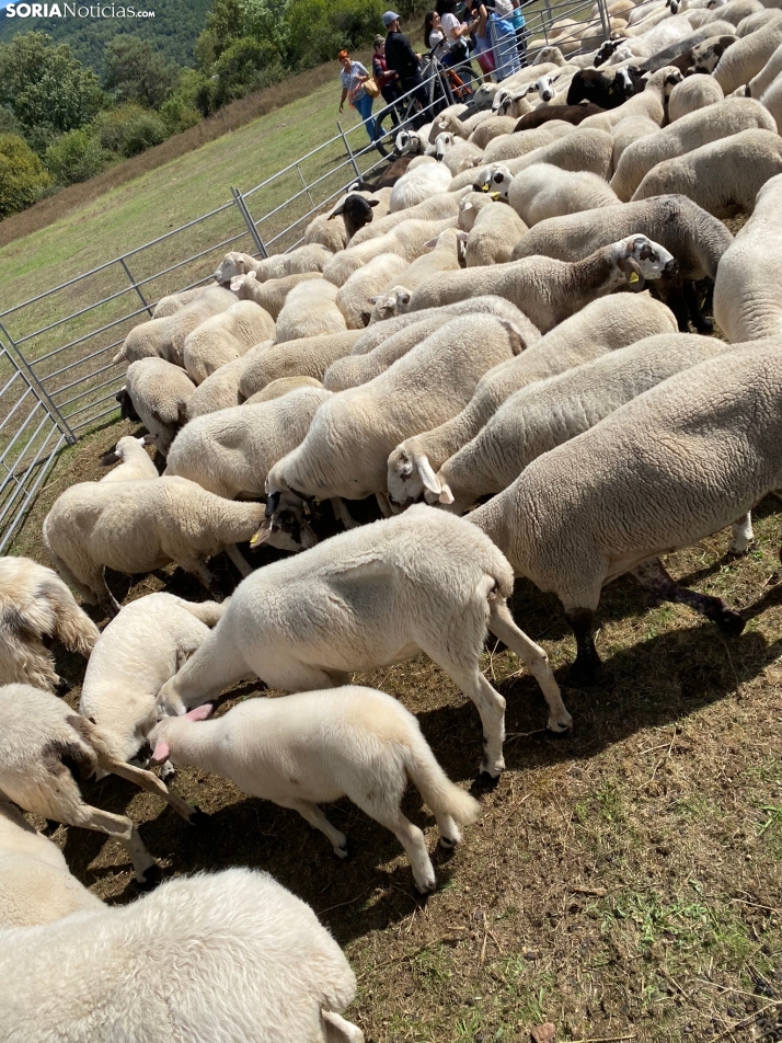 Feria ganadera Vinuesa 2024. 